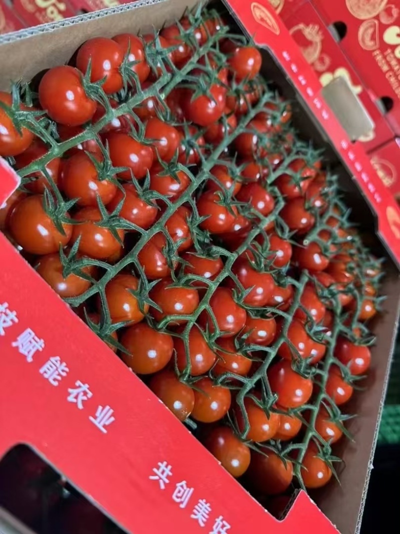 串串番茄🍅