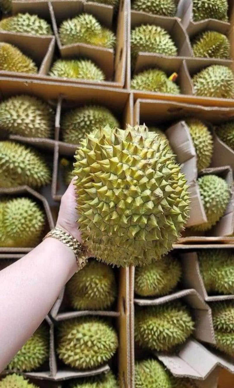 金枕榴莲一手批发价格