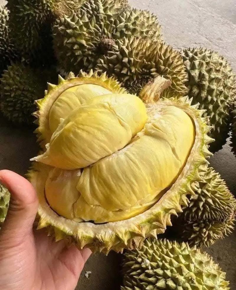 金枕榴莲一手批发价格
