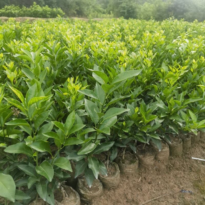 重庆沃柑杯苗批发
