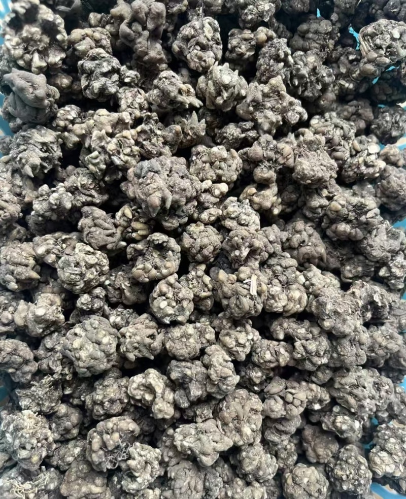 猫爪草