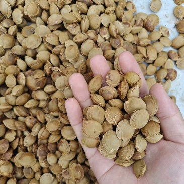 伏牛山野生杏核，可加工中药杏仁可做文玩手串，工艺品。