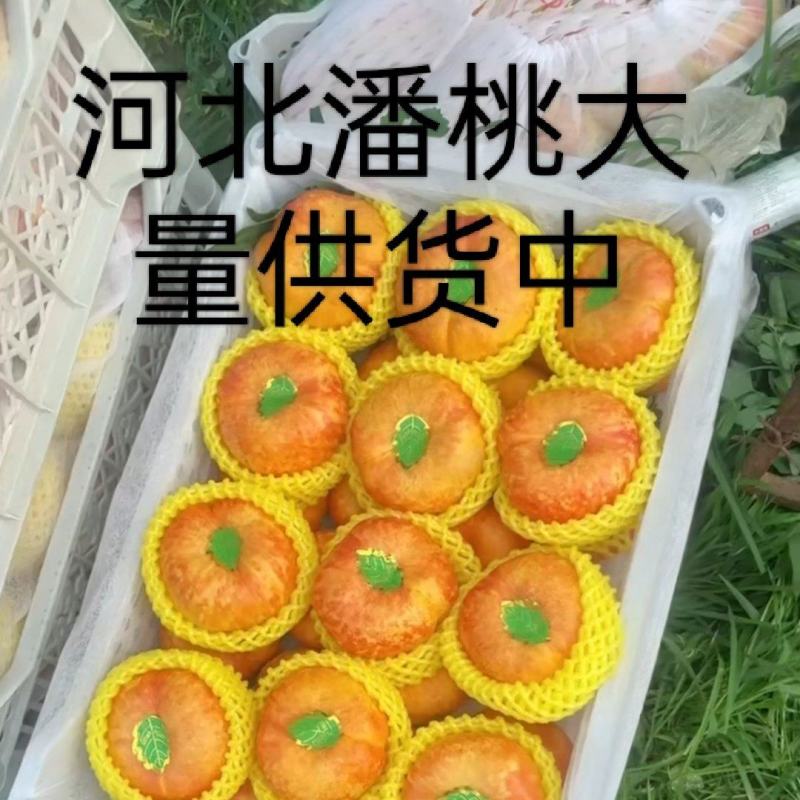河北蟠桃