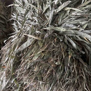 淡竹叶野生淡竹叶无根淡竹叶量大从优