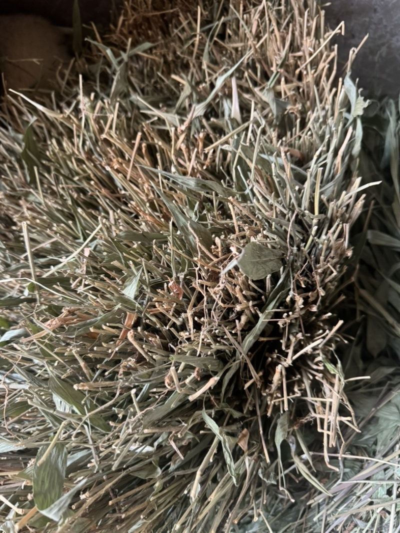 淡竹叶野生淡竹叶无根淡竹叶量大从优