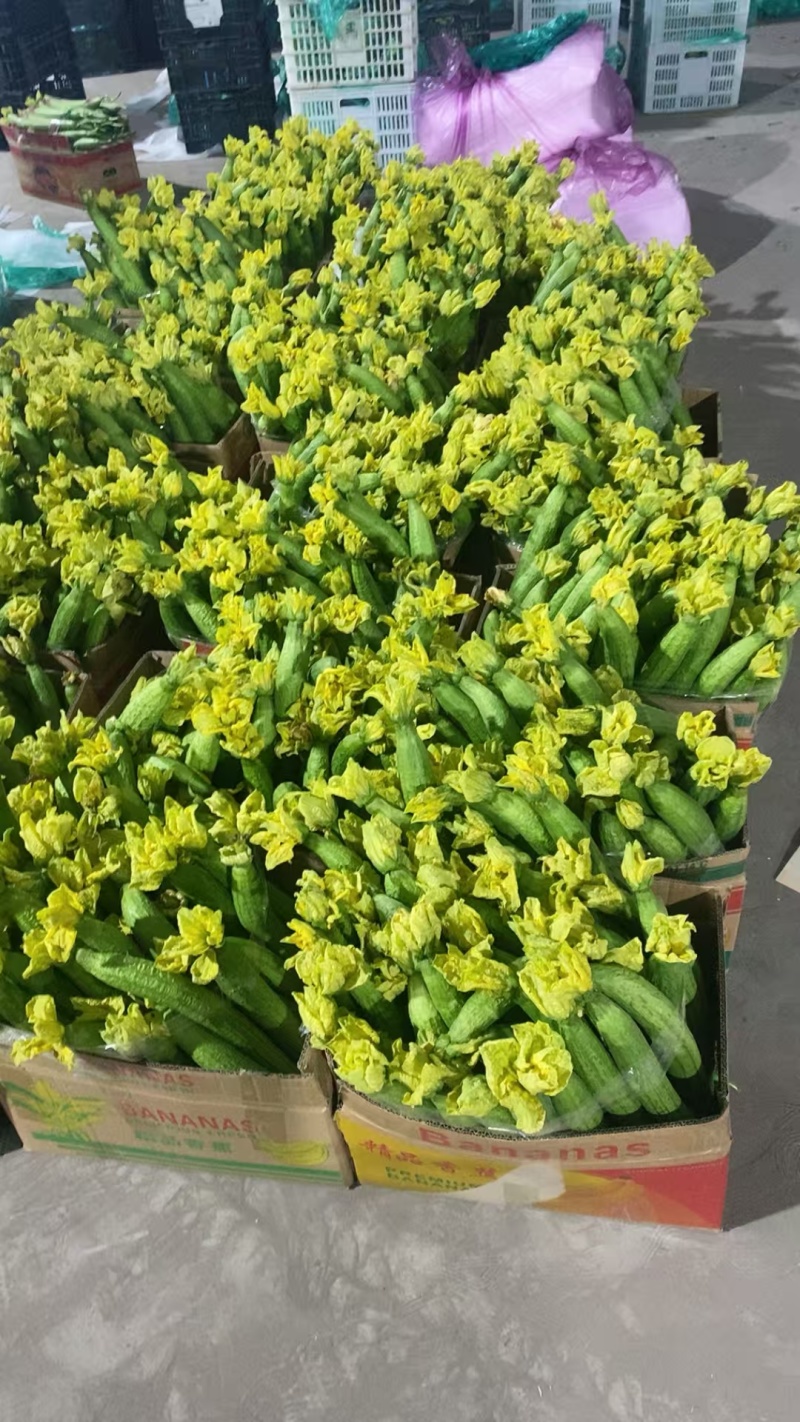 连云港鲜花丝瓜大量供应，精品，通货，食堂货