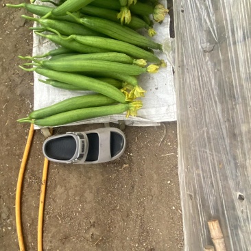 连云港鲜花丝瓜大量供应，精品，通货，食堂货