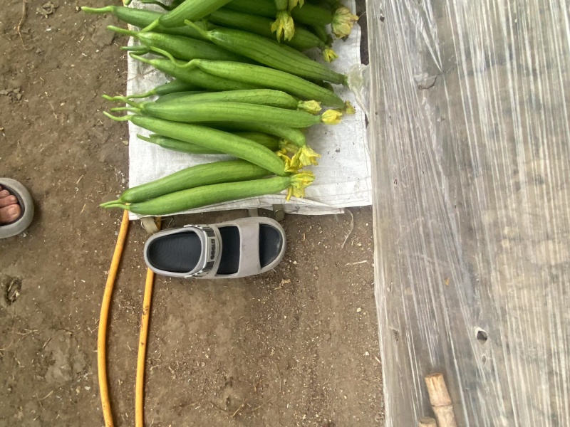 连云港鲜花丝瓜大量供应，精品，通货，食堂货