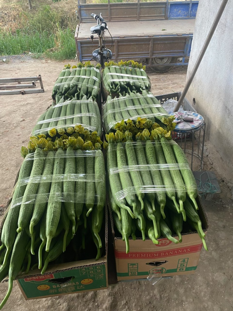 连云港鲜花丝瓜大量供应，精品，通货，食堂货