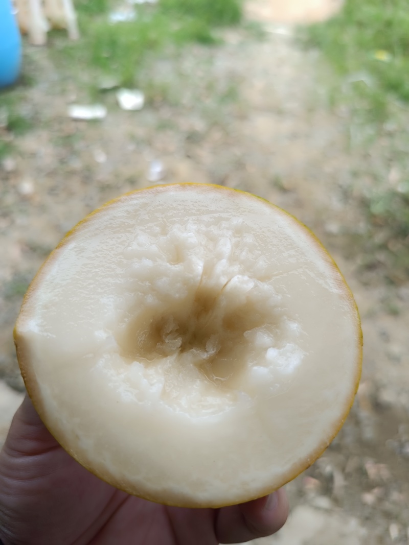 黄晶果（黄宝石）