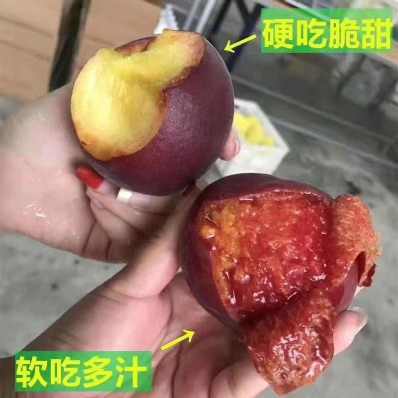 山东蒙阴黑桃皇后桃子水蜜桃当季现新鲜水果正宗非血桃毛
