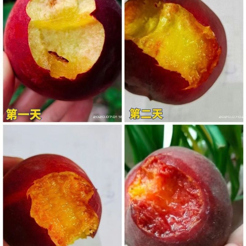 山东蒙阴黑桃皇后桃子水蜜桃当季现新鲜水果正宗非血桃毛