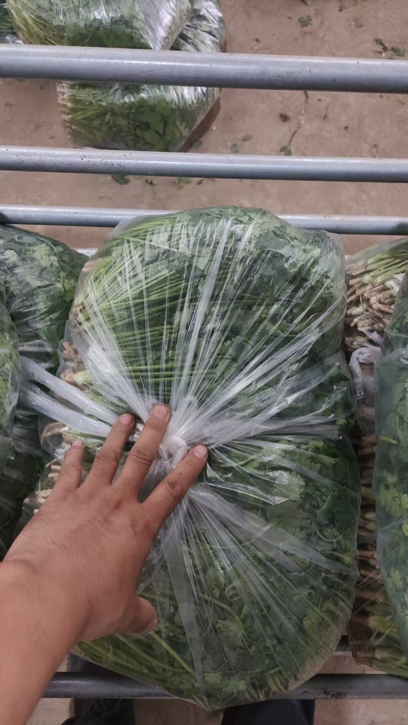 唐山铁杆青香菜，280-350，通货，大量现货！