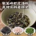 云山半紫菜虾皮汤独立小包装冲泡即食速食汤紫菜虾米调料包