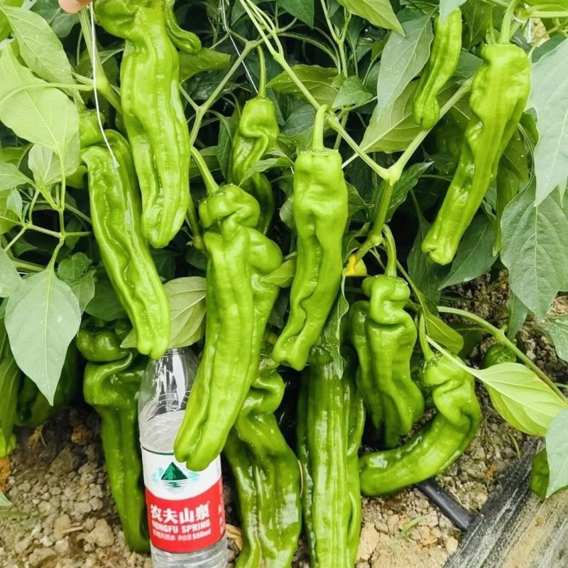 新兴农108辣椒种子薄皮大果皱皮抗病高产农家菜园蔬菜辣椒