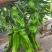 新兴农108辣椒种子薄皮大果皱皮抗病高产农家菜园蔬菜辣椒