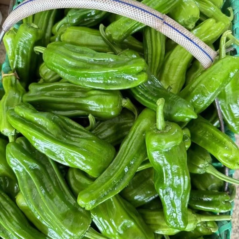 新兴农108辣椒种子薄皮大果皱皮抗病高产农家菜园蔬菜辣椒