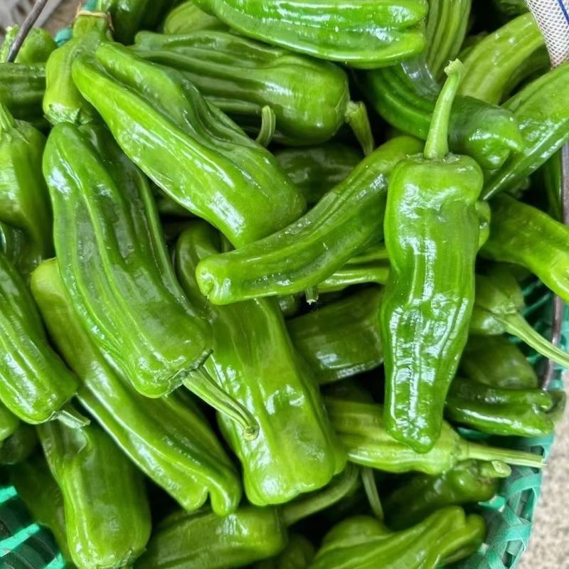 新兴农108辣椒种子薄皮大果皱皮抗病高产农家菜园蔬菜辣椒
