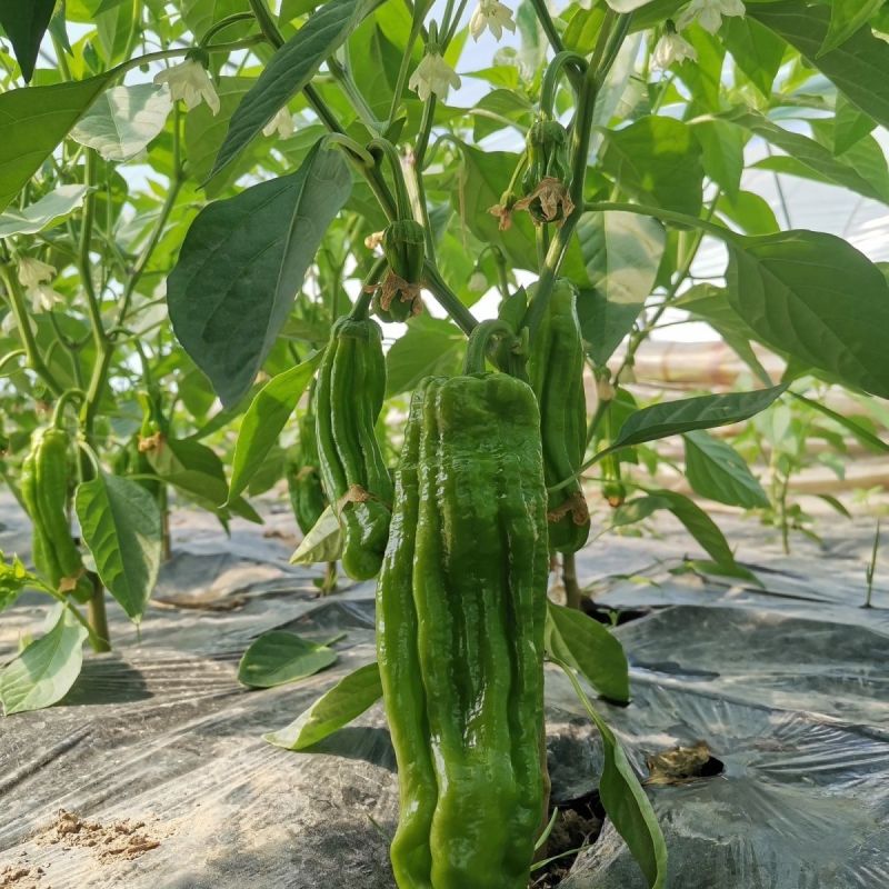 新兴农108辣椒种子薄皮大果皱皮抗病高产农家菜园蔬菜辣椒