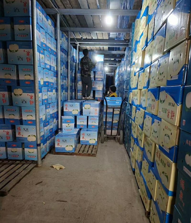 河北赵县水晶梨鸭梨产地发货一手货源批发质量保证价格便宜