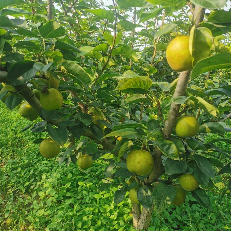 大量供应翠冠梨
