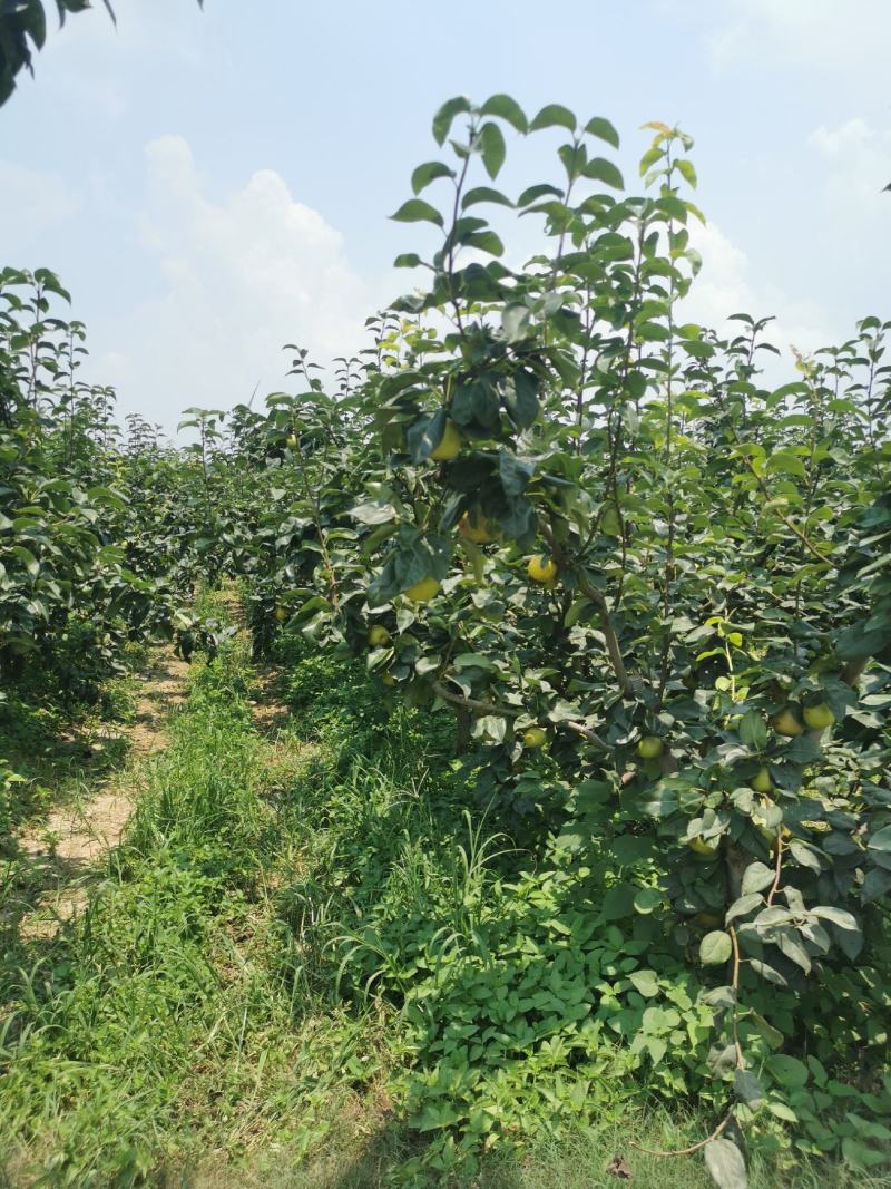大量供应翠冠梨
