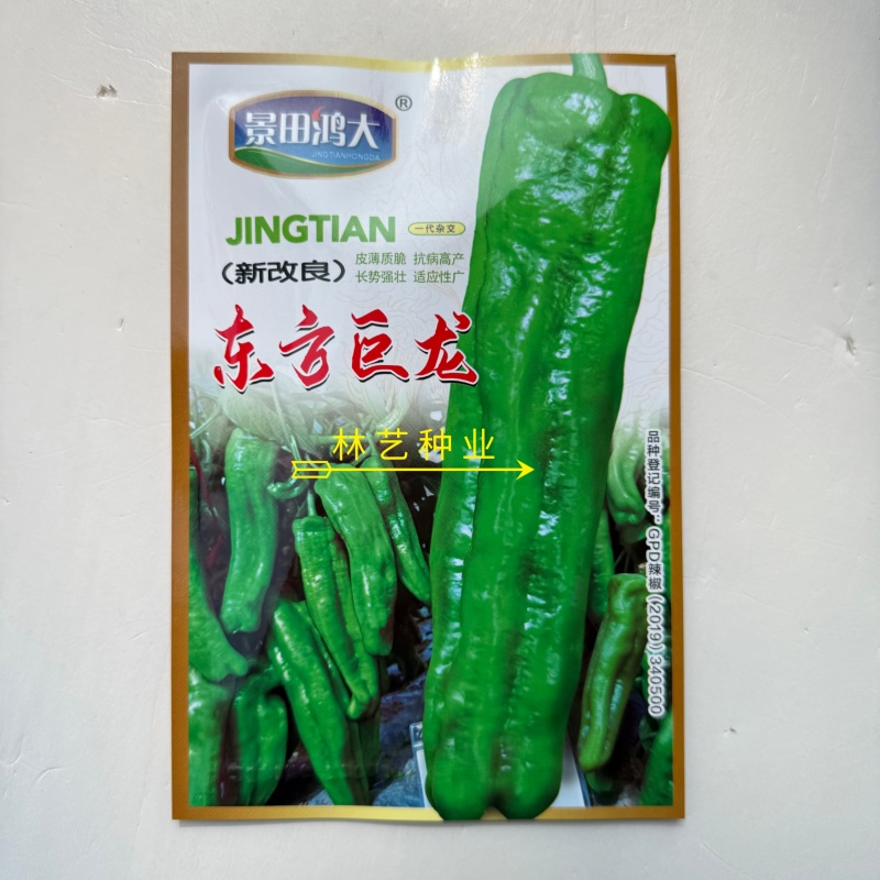 东方巨龙辣椒种子早熟高产抗病大果牛角椒泡椒微辣耐寒耐热
