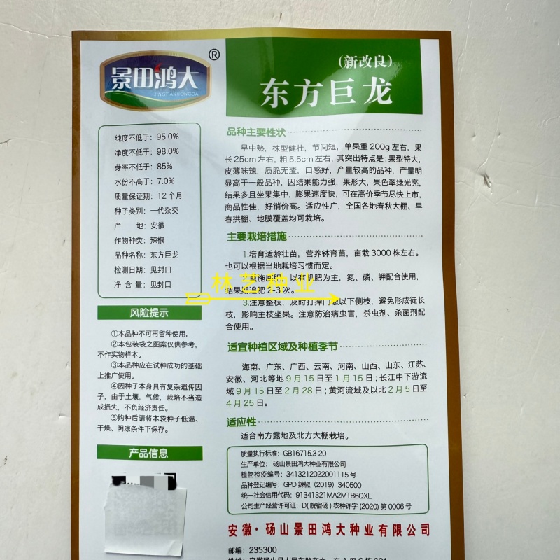 东方巨龙辣椒种子早熟高产抗病大果牛角椒泡椒微辣耐寒耐热