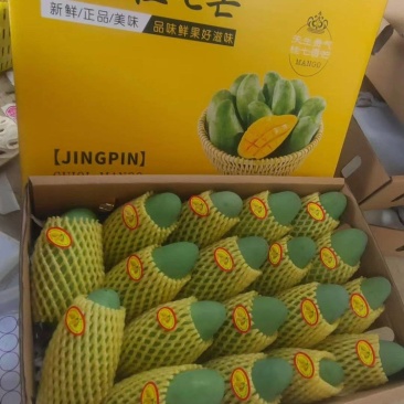 广西桂七芒果香甜可口对接全国欢迎采购