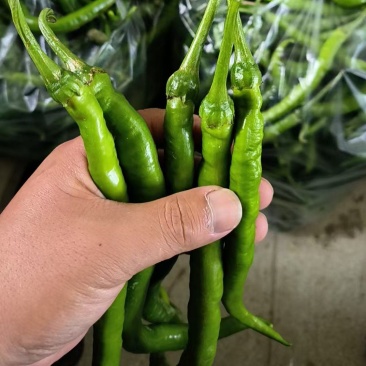 8号线椒