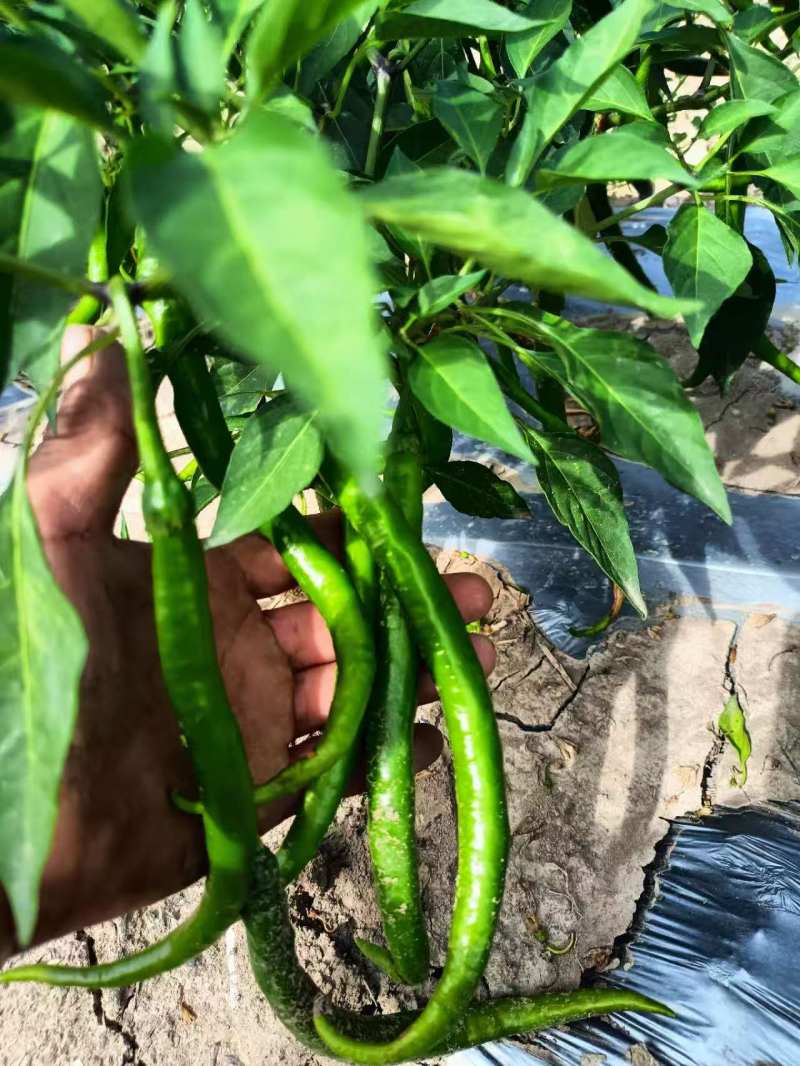 8号线椒