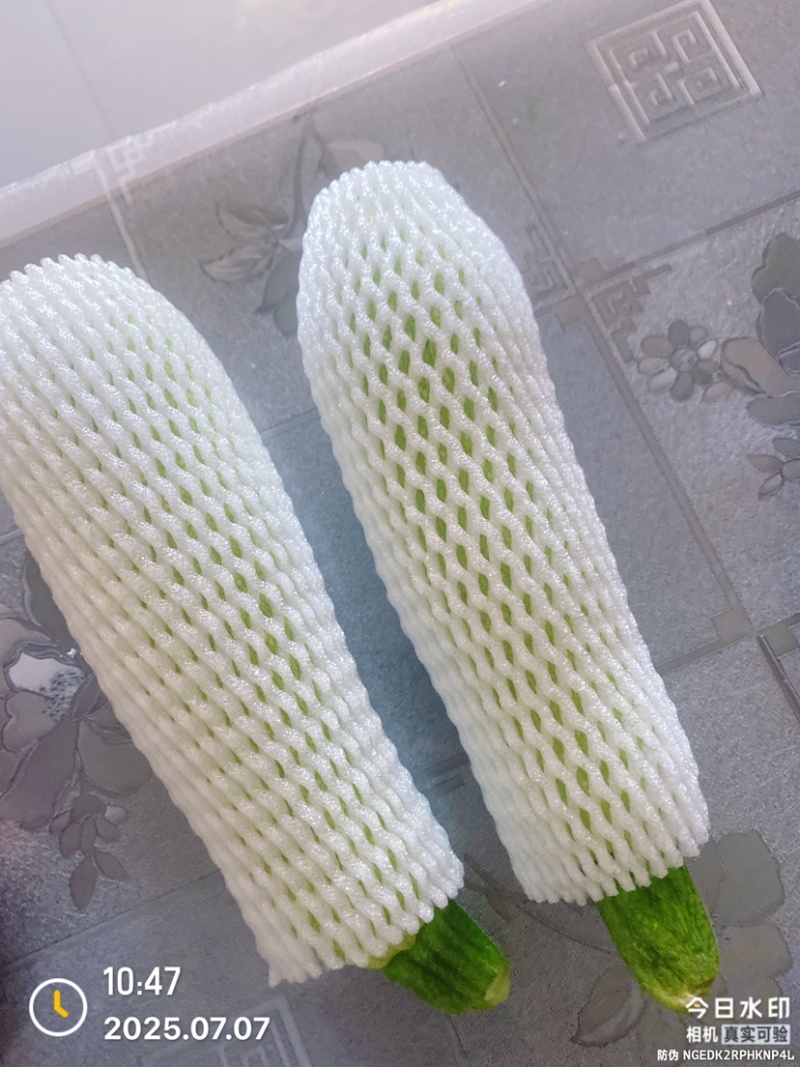 贵州西葫芦大量上市中，基地直发一手货源，视频看货致电