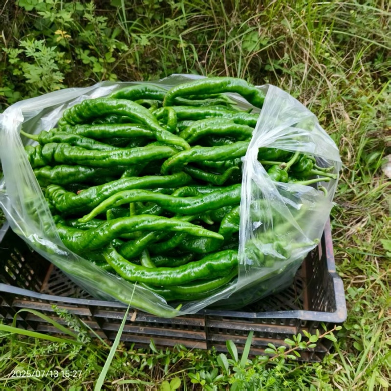 贵州螺丝椒大量上市中，基地直发一手货源，视频看货致电