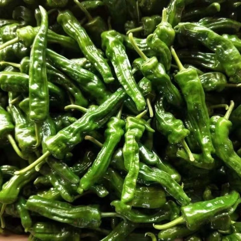 大黑皱皱皮辣椒种子辣味香浓皮薄质脆结果力强高产抗商品性佳