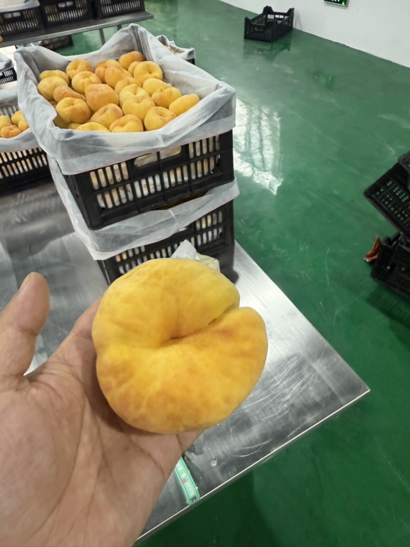 贵州省开阳县米坪乡黄金蟠桃