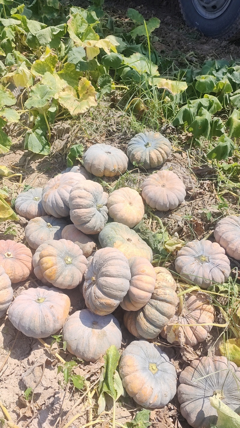 养殖南瓜，喂螃蟹的南瓜，喂虫，喂牛，喂鸡，喂鸭，喂鱼