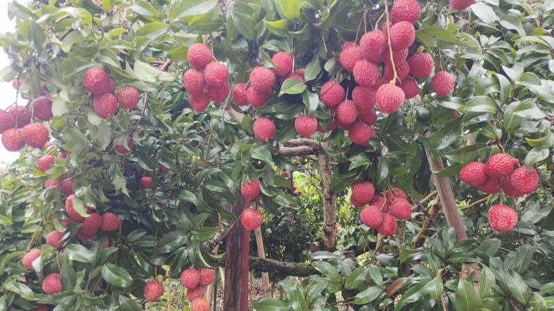 荔枝王荔枝仙进奉……