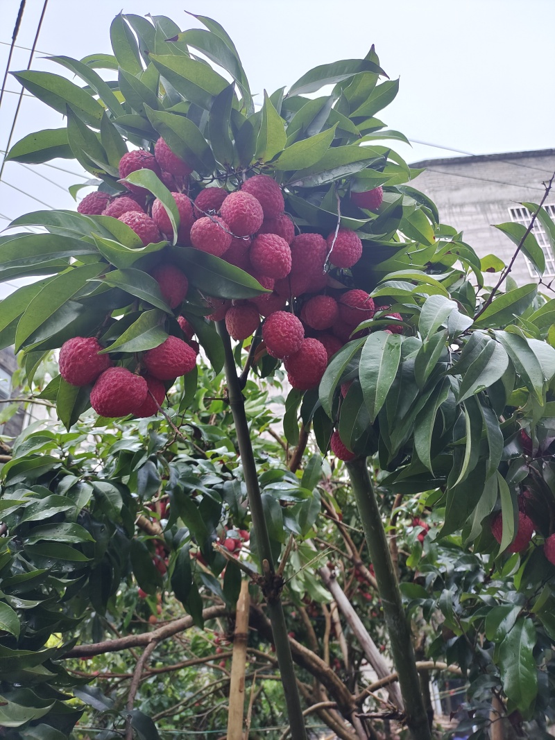 荔枝王荔枝仙进奉……