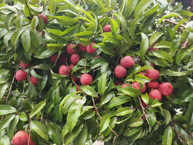 荔枝王荔枝仙进奉……