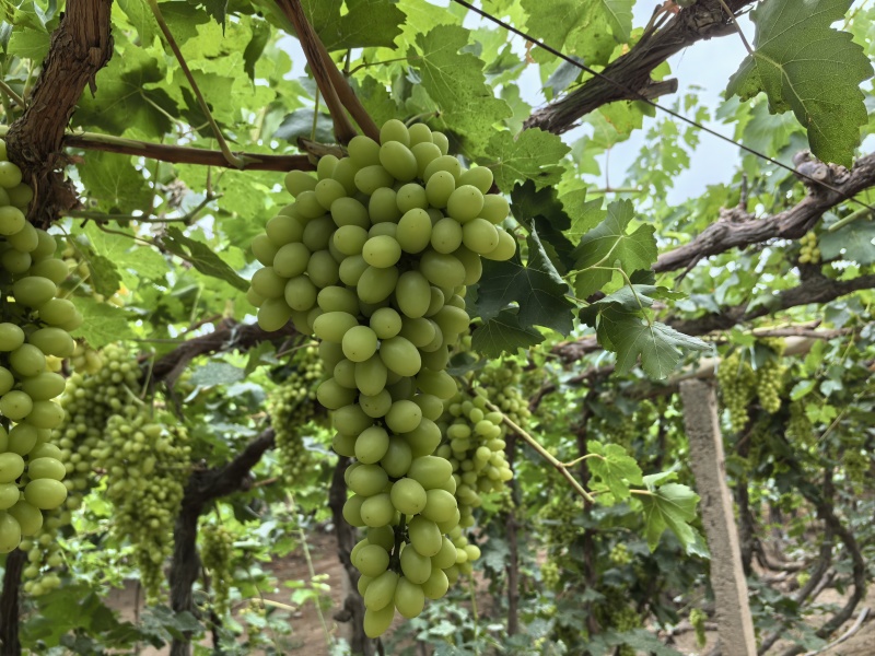 吐鲁番无核白上市了，有需要的老板联系我，代办