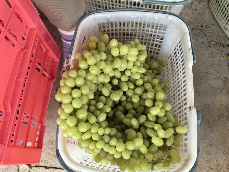 吐鲁番无核白上市了，有需要的老板联系我，代办