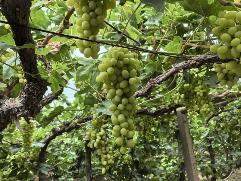 吐鲁番无核白上市了，有需要的老板联系我，代办