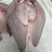 鳊鱼