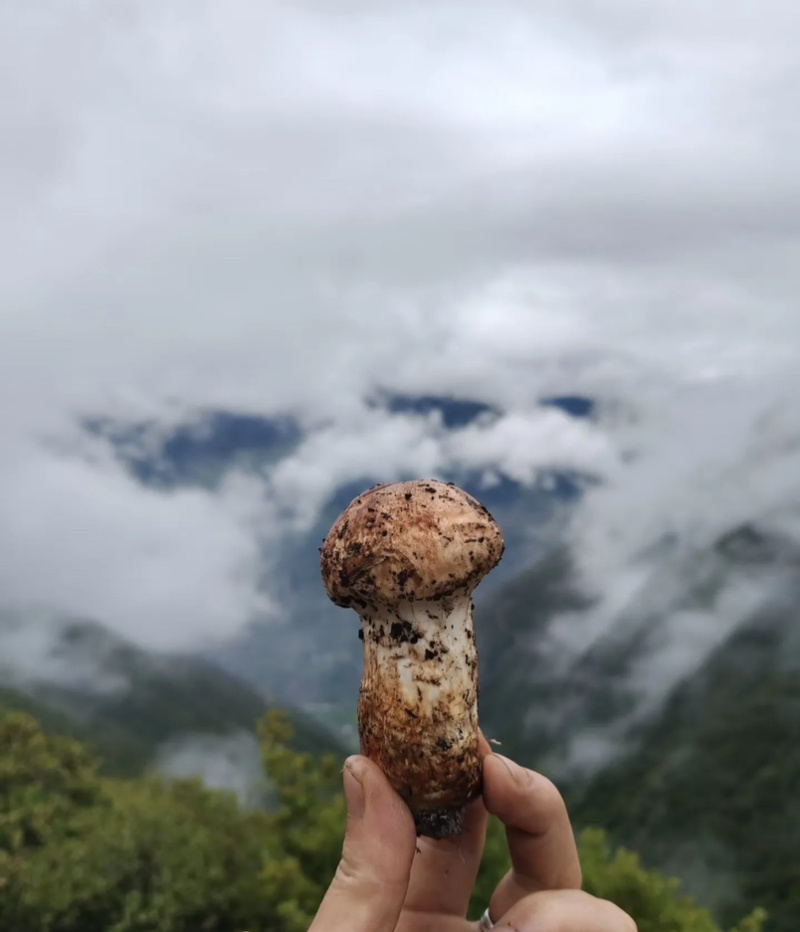 野生松茸