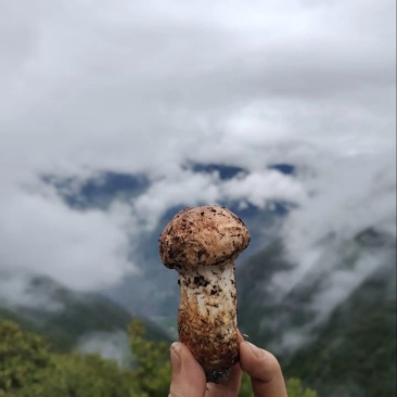 野生松茸