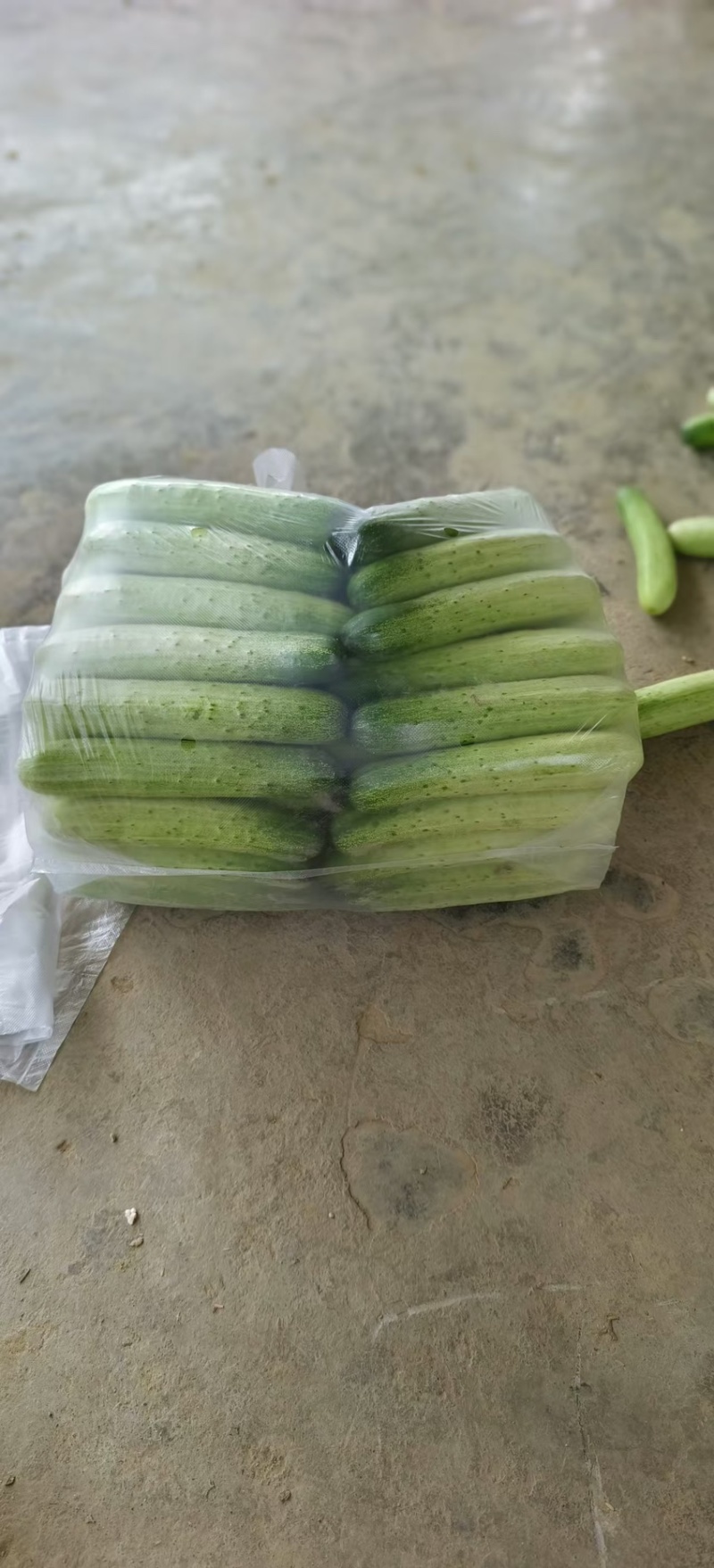 旱黄瓜《燕白黄瓜》产地一手货源，大量供货中。