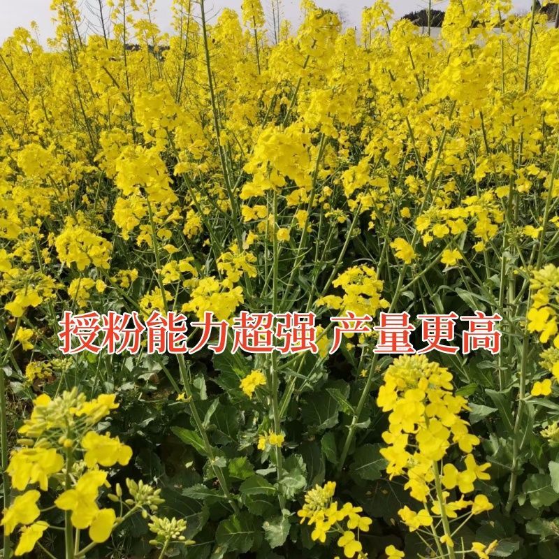 浙油83油菜种子高产高油矮杆结荚密抗倒抗寒抗病适广性强
