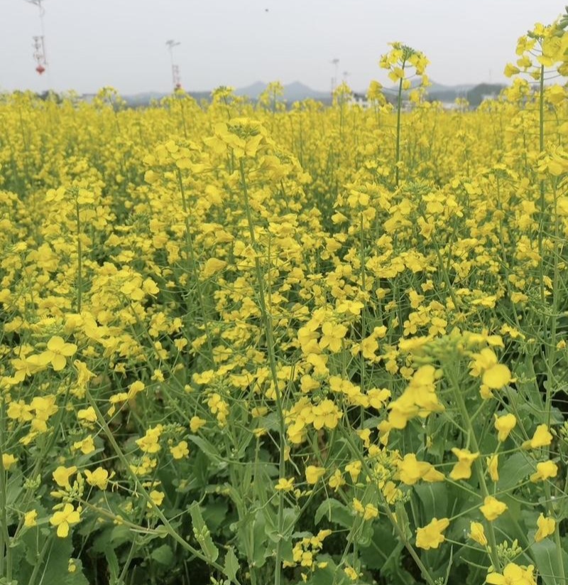 浙油83油菜种子高产高油矮杆结荚密抗倒抗寒抗病适广性强