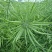 浙油83油菜种子高产高油矮杆结荚密抗倒抗寒抗病适广性强