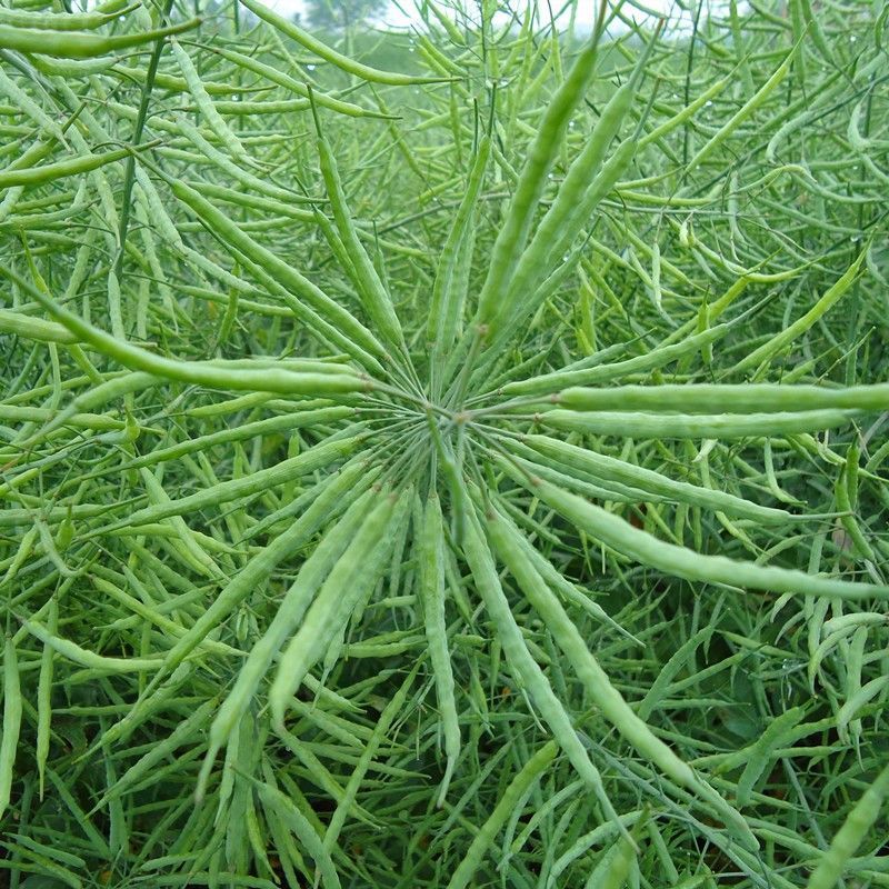 浙油83油菜种子高产高油矮杆结荚密抗倒抗寒抗病适广性强